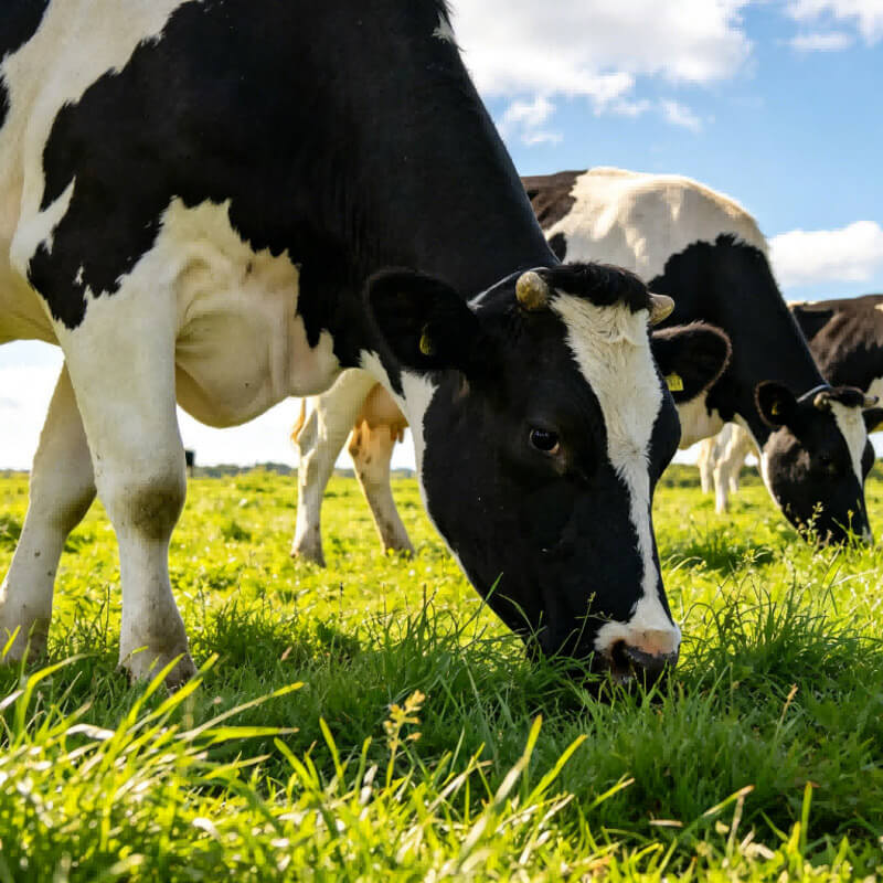Hope Core 5% Dairy Cow Transition Premix