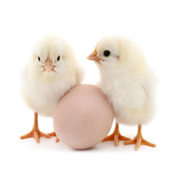 5% Compound Premix for &nbsp;Chicks (Layer)