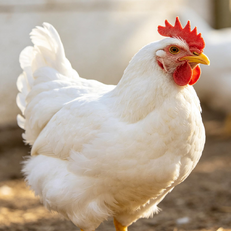 0.2% Broiler Hope Core Premix